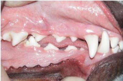 Healthy pink dog gums