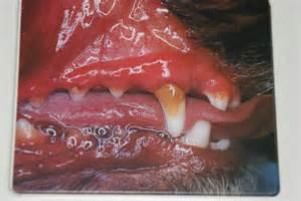 Unhealthy red dog gums